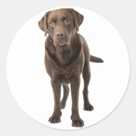 Chocolade Brown Labrador Retriever Puppy Dog Ronde Sticker