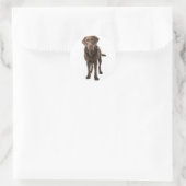 Chocolade Brown Labrador Retriever Puppy Dog Ronde Sticker (Tas)
