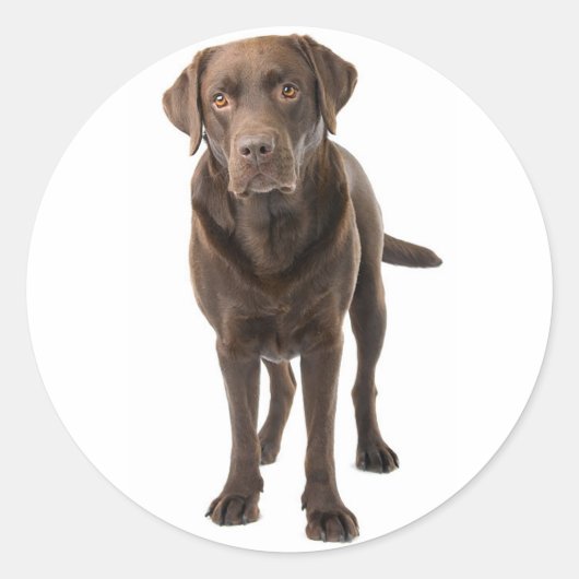Chocolade Brown Labrador Retriever Puppy Dog Ronde Sticker (Voorkant)
