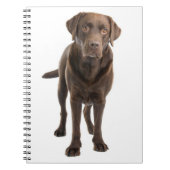 Chocolade Brown Labrador Retriever Puppy notebook Notitieboek (Voorkant)