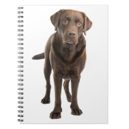 Chocolade Brown Labrador Retriever Puppy notebook Notitieboek