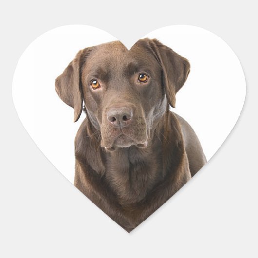 Chocolade Bruin Labrador Retriever Puppy Hond Hart Hart Sticker (Voorkant)