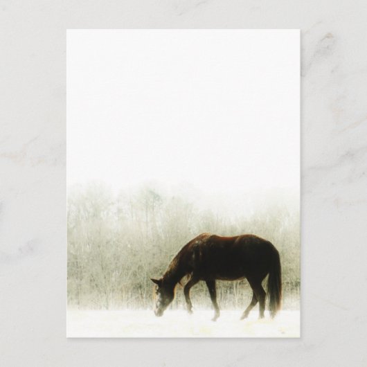 Chocolade bruin paard in de mist briefkaart (Voorkant)