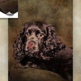 Chocolade Cocker Spaniel Poster