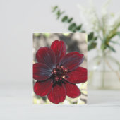 Chocolade Cosmos Flower Briefkaart (Staand voorkant)