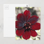 Chocolade Cosmos Flower Briefkaart (Voorkant / Achterkant)