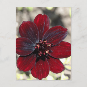 Chocolade Cosmos Flower Briefkaart