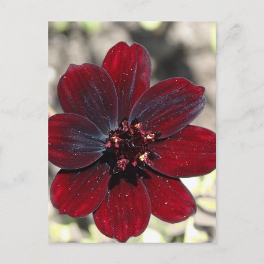 Chocolade Cosmos Flower Briefkaart (Voorkant)
