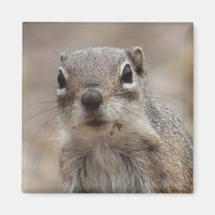 Chocolade Donut Face Squirrel Magnet