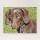 Chocolade en tan Dachshund Legpuzzel (Horizontaal)