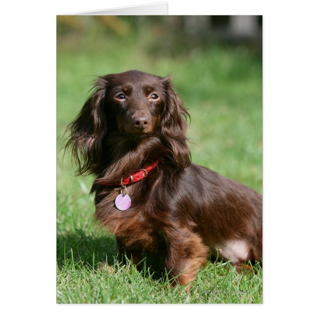 Chocolade en Tan Long-hire Miniature Dachshund (Voorkant)
