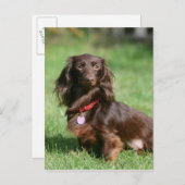 Chocolade en Tan Long-hire Miniature Dachshund Briefkaart (Voorkant / Achterkant)