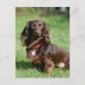 Chocolade en Tan Long-hire Miniature Dachshund Briefkaart (Voorkant)