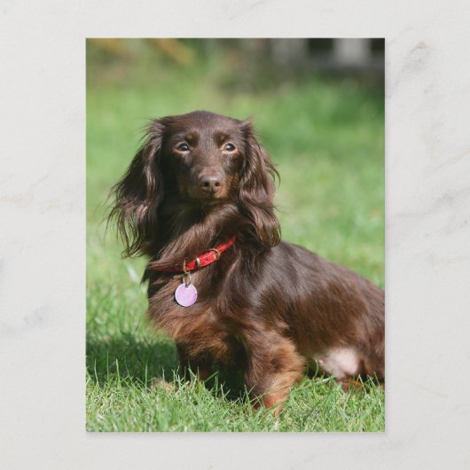 Chocolade en Tan Long-hire Miniature Dachshund Briefkaart (Voorkant)