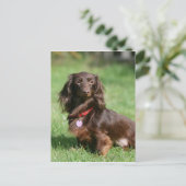Chocolade en Tan Long-hire Miniature Dachshund Briefkaart (Staand voorkant)