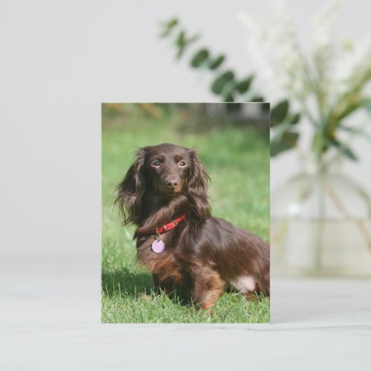 Chocolade en Tan Long-hire Miniature Dachshund Briefkaart (Staand voorkant)