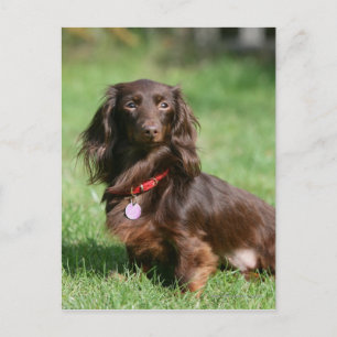 Chocolade en Tan Long-hire Miniature Dachshund Briefkaart