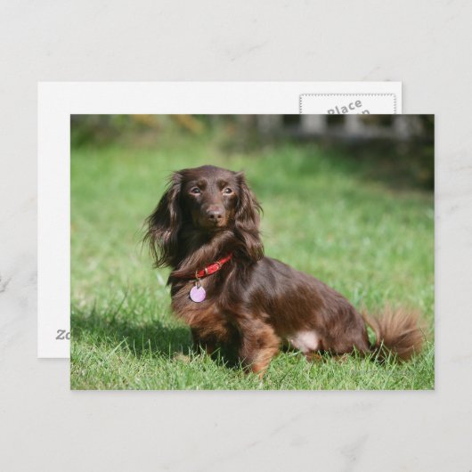 Chocolade en Tan Long-hire Miniature Dachshund Briefkaart (Voorkant / Achterkant)