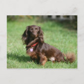 Chocolade en Tan Long-hire Miniature Dachshund Briefkaart (Voorkant)