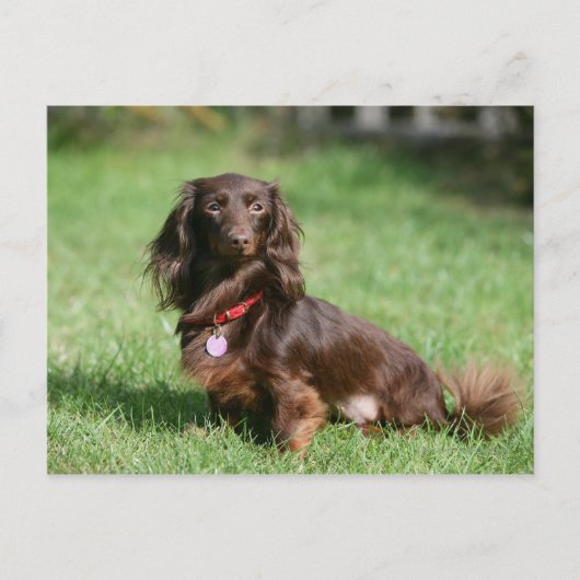 Chocolade en Tan Long-hire Miniature Dachshund Briefkaart (Voorkant)