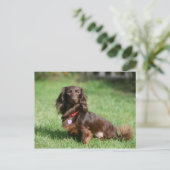Chocolade en Tan Long-hire Miniature Dachshund Briefkaart (Staand voorkant)
