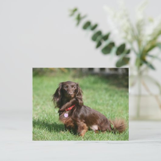 Chocolade en Tan Long-hire Miniature Dachshund Briefkaart (Staand voorkant)