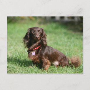 Chocolade en Tan Long-hire Miniature Dachshund Briefkaart