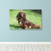Chocolade en Tan Long-hire Miniature Dachshund Canvas Afdruk (Insitu (Houten vloer))