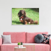Chocolade en Tan Long-hire Miniature Dachshund Canvas Afdruk (Insitu (Woonkamer))