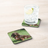 Chocolade en Tan Long-hire Miniature Dachshund Drankjes Onderzetter (Rechterzijde)