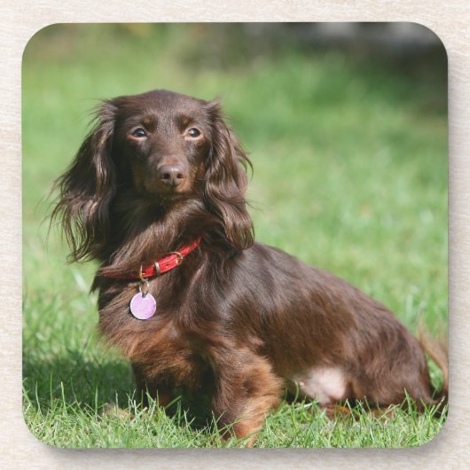 Chocolade en Tan Long-hire Miniature Dachshund Drankjes Onderzetter (Voorkant)