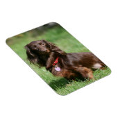 Chocolade en Tan Long-hire Miniature Dachshund Magneet (Rechterzijde)