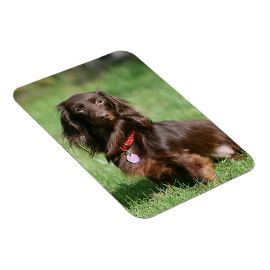 Chocolade en Tan Long-hire Miniature Dachshund Magneet (Rechterzijde)