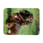 Chocolade en Tan Long-hire Miniature Dachshund Magneet (Horizontaal)