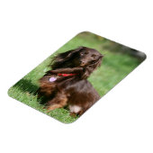 Chocolade en Tan Long-hire Miniature Dachshund Magneet (Linkerzijde)