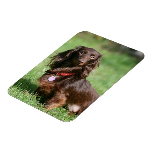 Chocolade en Tan Long-hire Miniature Dachshund Magneet (Linkerzijde)