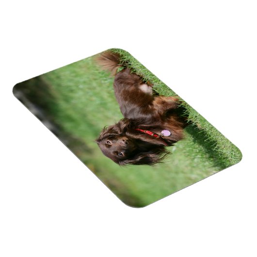 Chocolade en Tan Long-hire Miniature Dachshund Magneet (Rechterzijde)