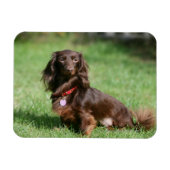 Chocolade en Tan Long-hire Miniature Dachshund Magneet (Horizontaal)