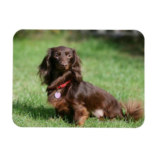 Chocolade en Tan Long-hire Miniature Dachshund Magneet (Horizontaal)