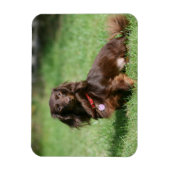 Chocolade en Tan Long-hire Miniature Dachshund Magneet (Verticaal)