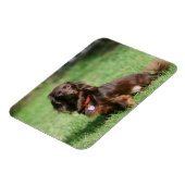 Chocolade en Tan Long-hire Miniature Dachshund Magneet (Linkerzijde)