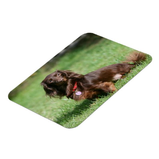 Chocolade en Tan Long-hire Miniature Dachshund Magneet (Linkerzijde)