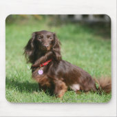 Chocolade en Tan Long-hire Miniature Dachshund Muismat (Voorkant)