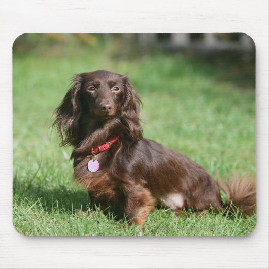 Chocolade en Tan Long-hire Miniature Dachshund Muismat (Voorkant)
