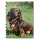 Chocolade en Tan Long-hire Miniature Dachshund Notitieboek (Voorkant)
