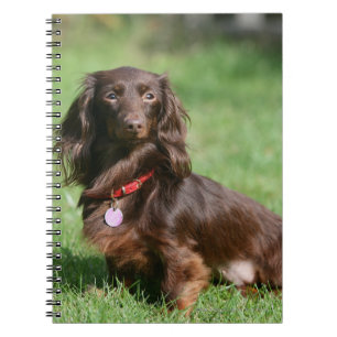 Chocolade en Tan Long-hire Miniature Dachshund Notitieboek