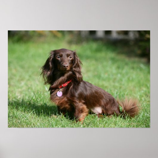 Chocolade en Tan Long-hire Miniature Dachshund Poster (Voorkant)