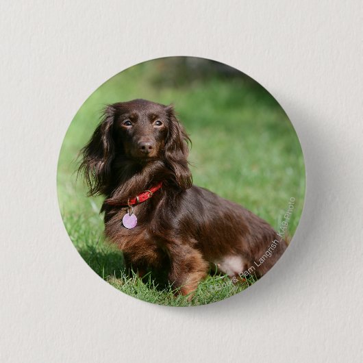Chocolade en Tan Long-hire Miniature Dachshund Ronde Button 5,7 Cm (Voorkant)