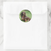 Chocolade en Tan Long-hire Miniature Dachshund Ronde Sticker (Tas)