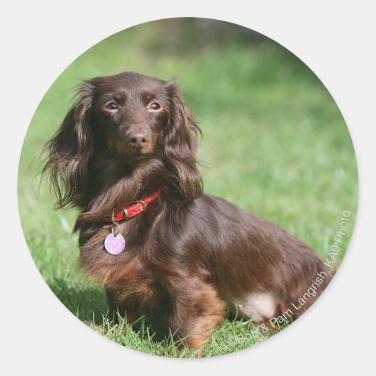 Chocolade en Tan Long-hire Miniature Dachshund Ronde Sticker (Voorkant)